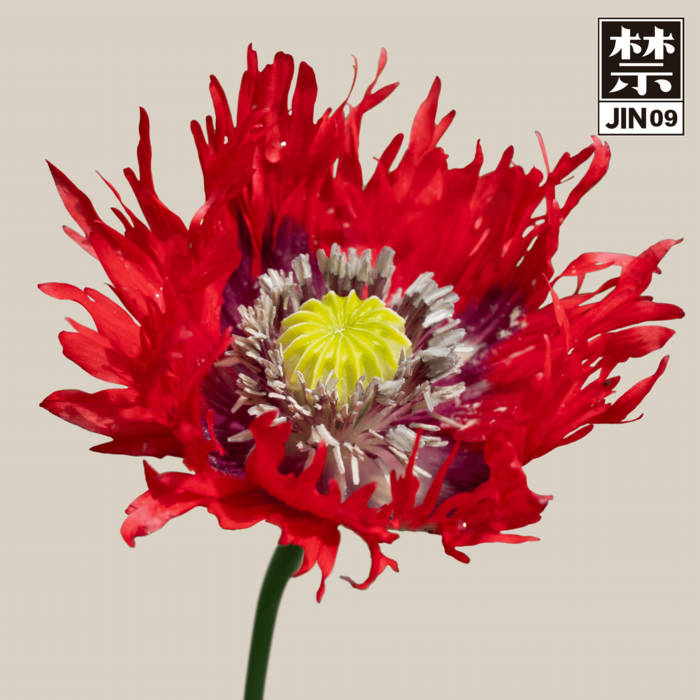 Cosmo - JIN09 : 12inch